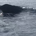 Capodoglio affiora al largo di Positano, video diventa virale