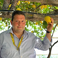 Limone Costa d’Amalfi IGP: Amato smentisce le fake news: «La raccolta procede bene, prezzi in linea con gli anni precedenti»