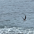 Suggestivo avvistamento in Costa d'Amalfi, sulla spiaggia di Maiori un piccolo esemplare di cicogna / FOTO 